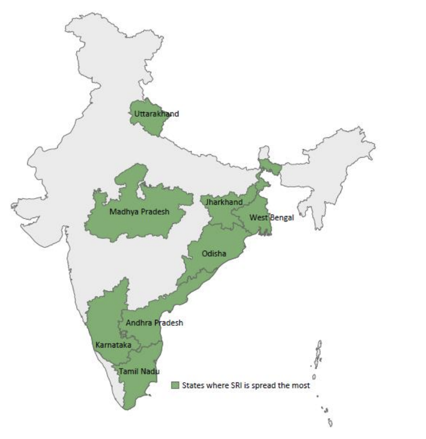 What is System of Rice Intensification in India? CEEW Research